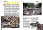 Preview: Der Dunkle Tigerpython